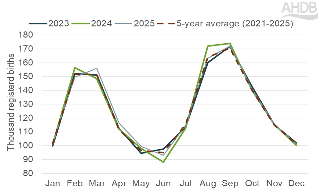 Monthly calf registrations to dairy dams in GB and notes the Q4 2025 vs Q4 2024 comparison.